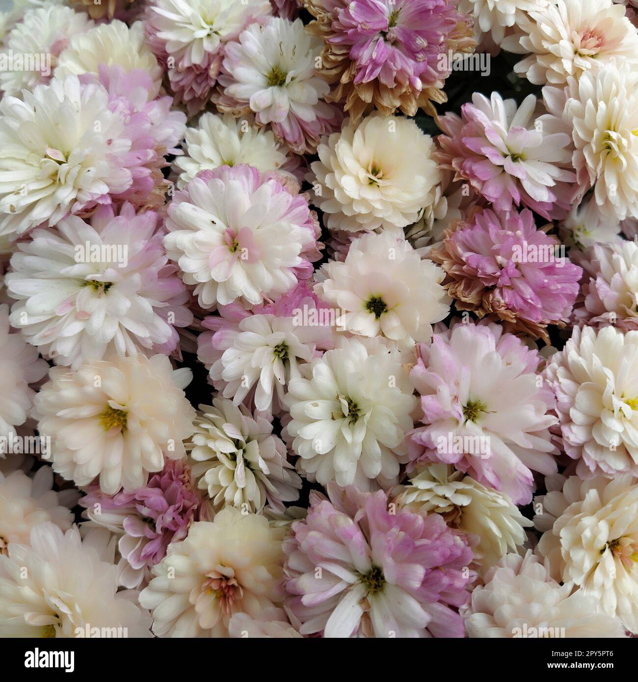 Flowers wall background with amazing white, pink, purple and yellow chrysanthemum flowers. Wedding decoration.  Beautiful flower bad wall background. Landscape design of the autumn garden. Stock Photo
