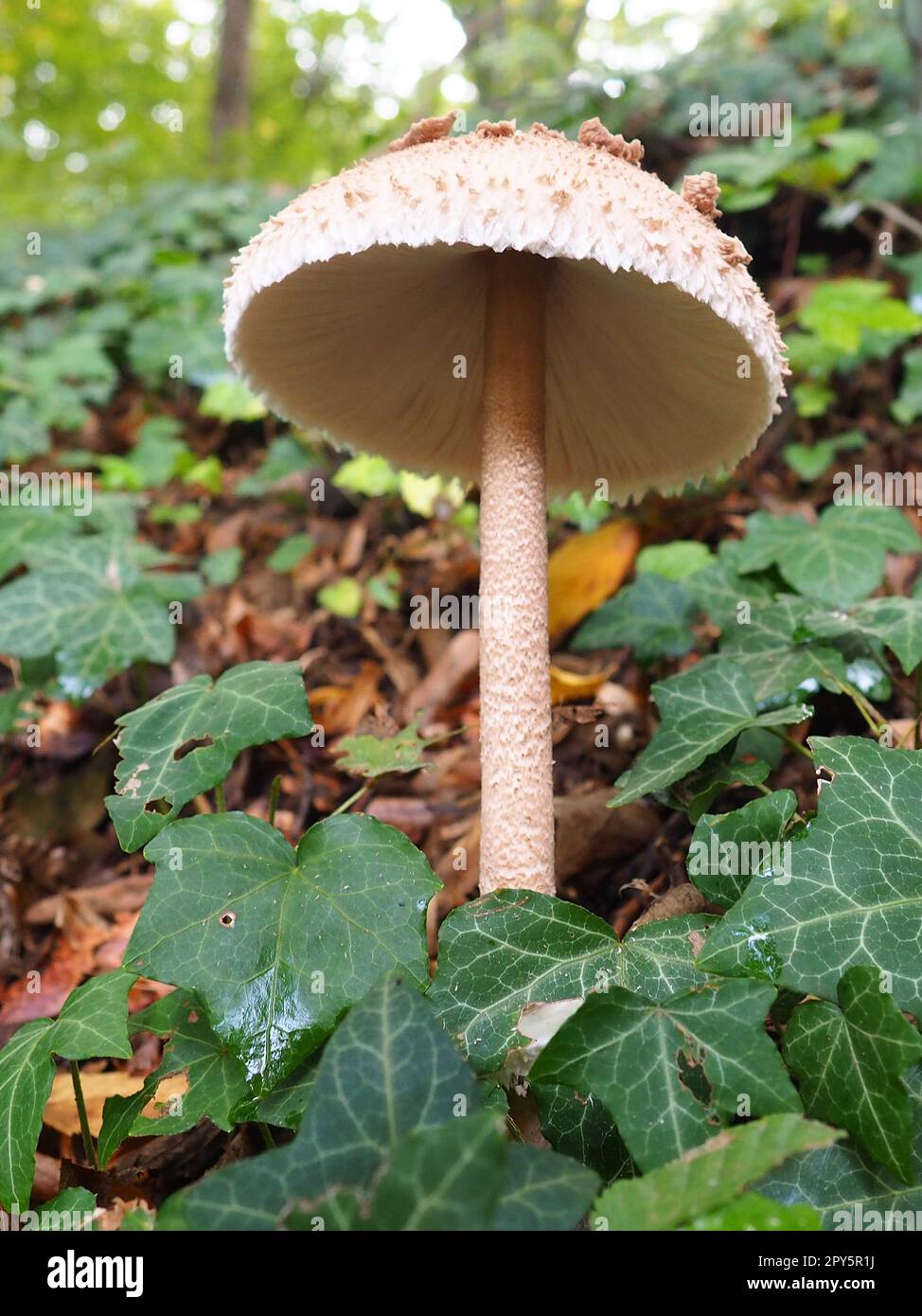 Parasol mushroom Macrolepiota procera is a species of mushrooms of the champignon family. Fruit bodies are cap-shaped, central. Saprotroph, grows on sandy soils in light forests in glades and edges Stock Photo