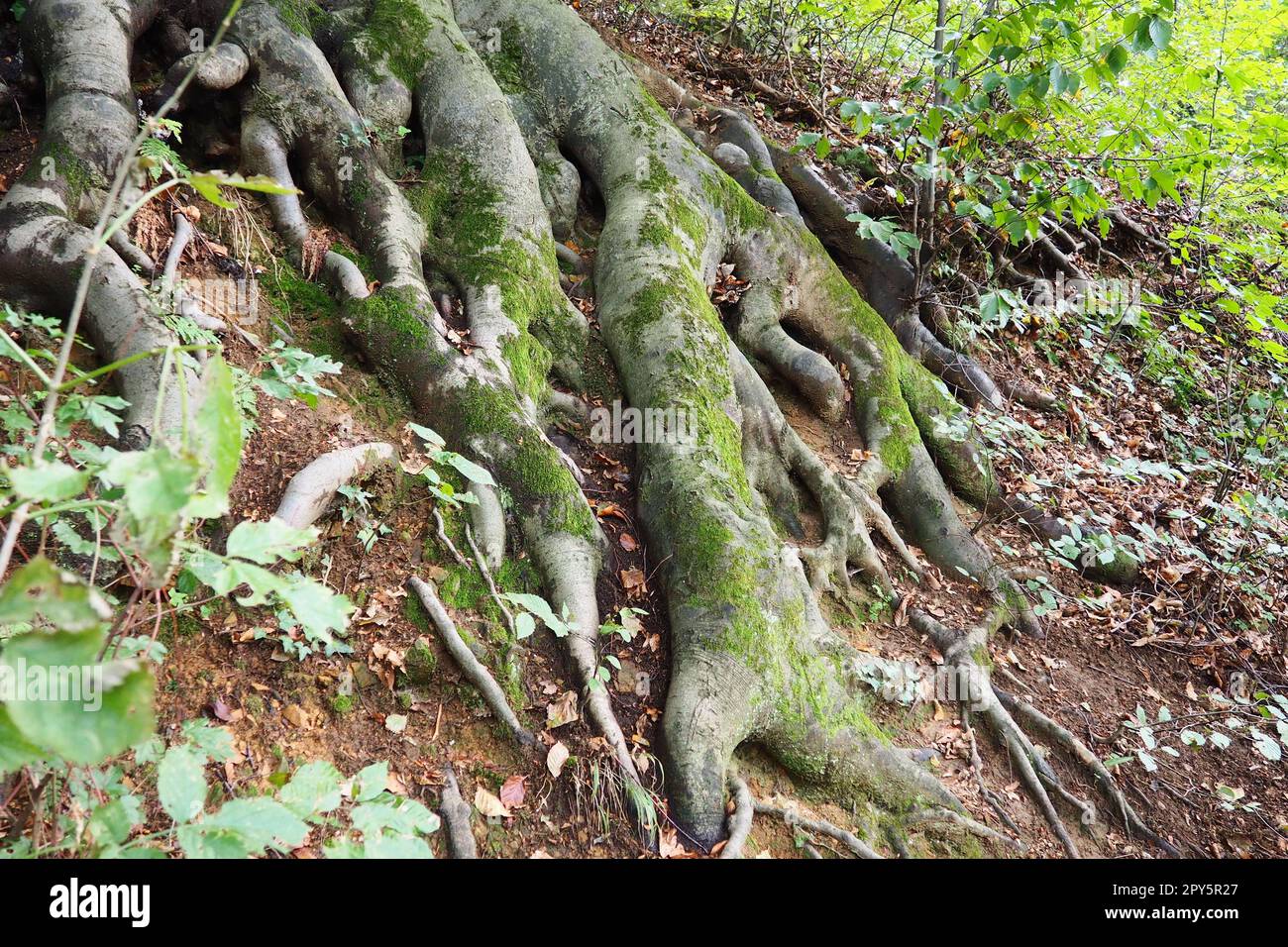 roots covered with green moss. Banja Koviljaca, Serbia, terraces park. The root is the underground part of the plant, which serves to strengthen it in the soil and absorb water and nutrients from it. Stock Photo