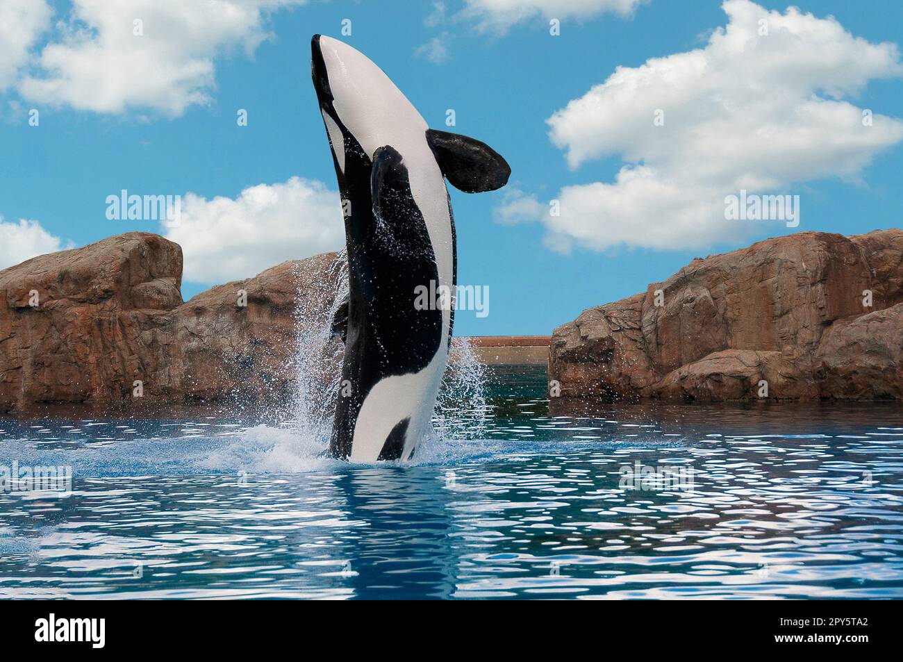 Killer whale jumps out of the water Stock Photo - Alamy