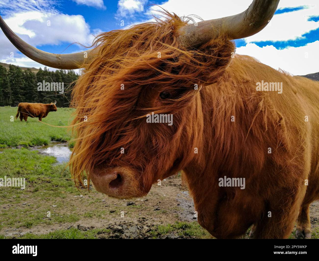 Portrait of a curious Highland cow in the pasture with other of his ...