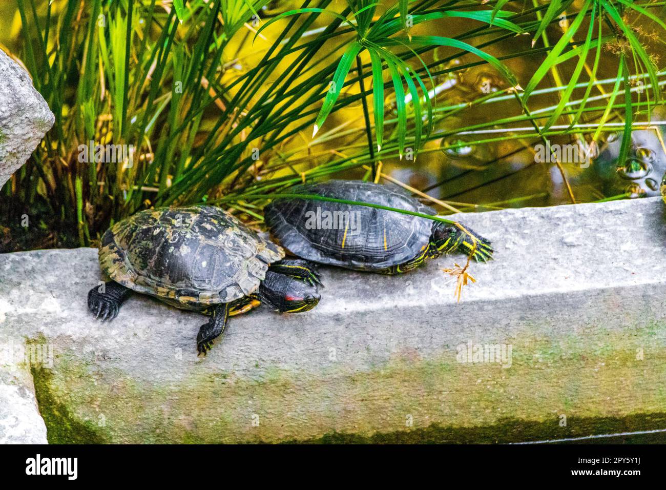 Water turtles crawl into the water in Athens Greece Stock Photo - Alamy