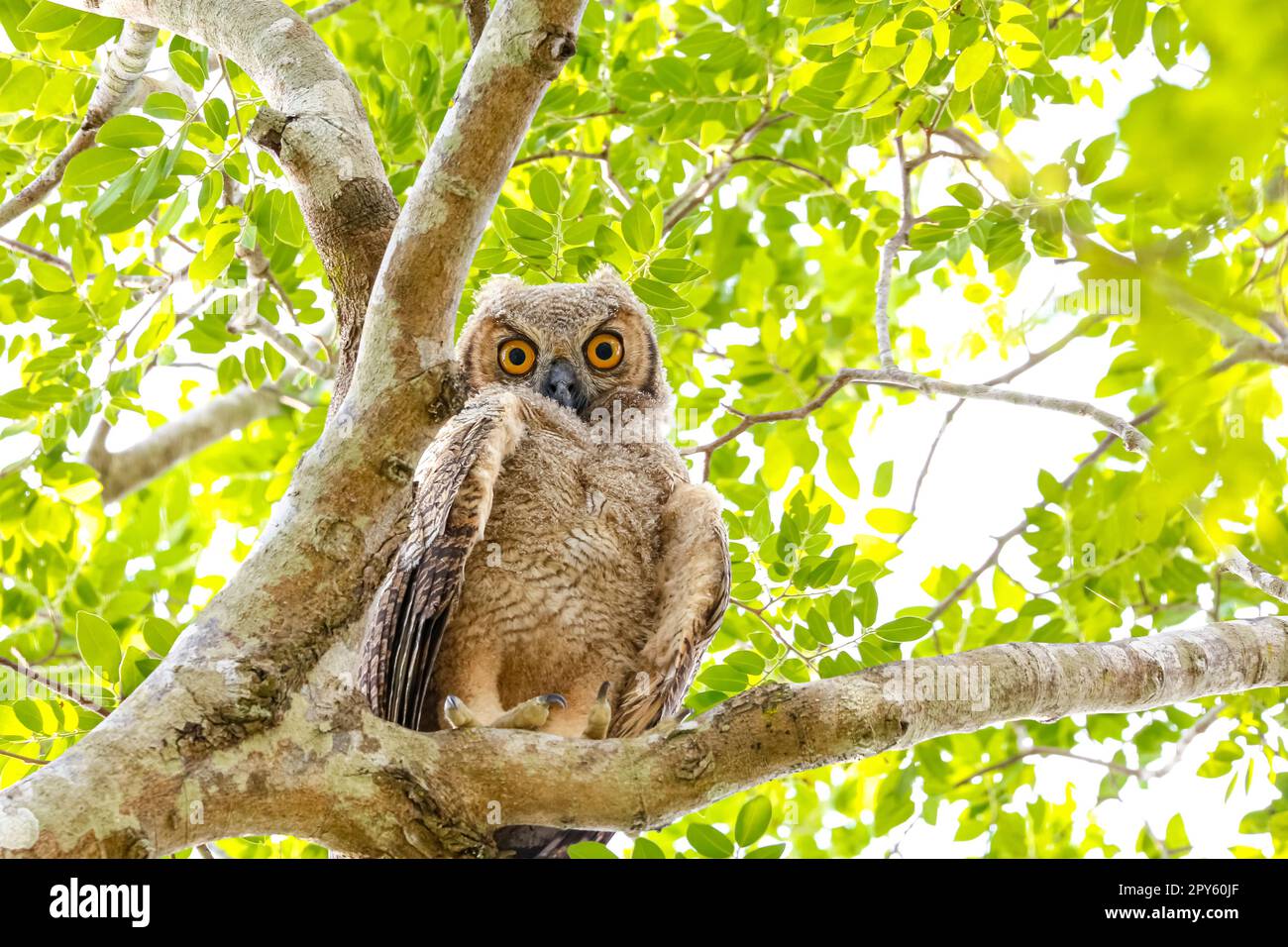 Low angle view of Great Horned Owl perched in a tree, facing camera