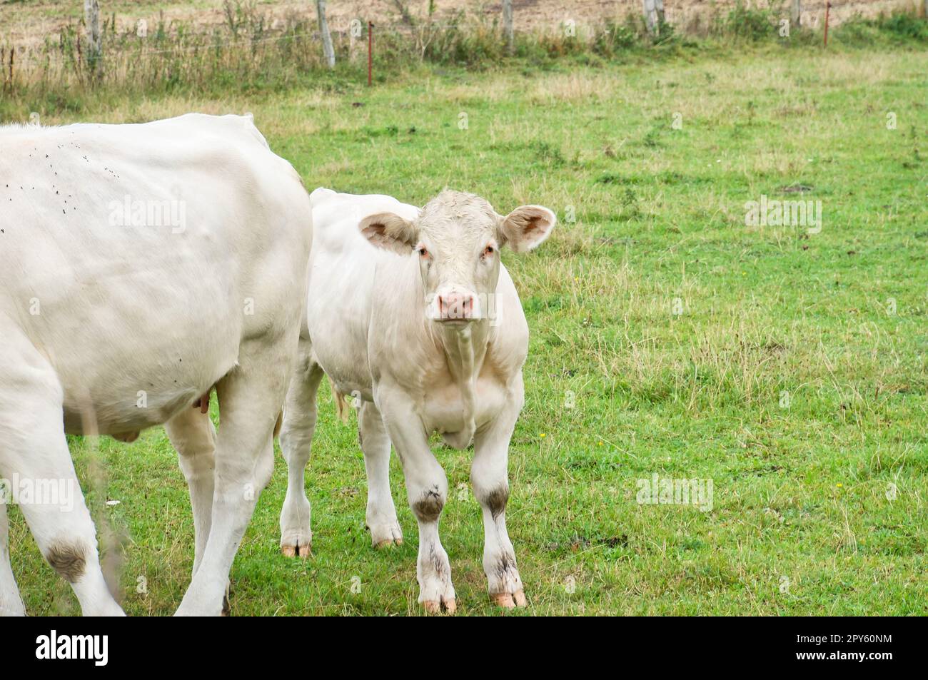 White cow calf on the meadow. Farm animal for meat production. Stronger