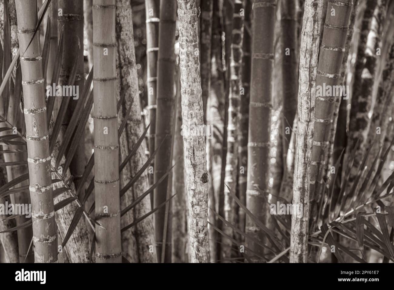 Green yellow bamboo palm trees Rio de Janeiro Brazil Stock Photo - Alamy