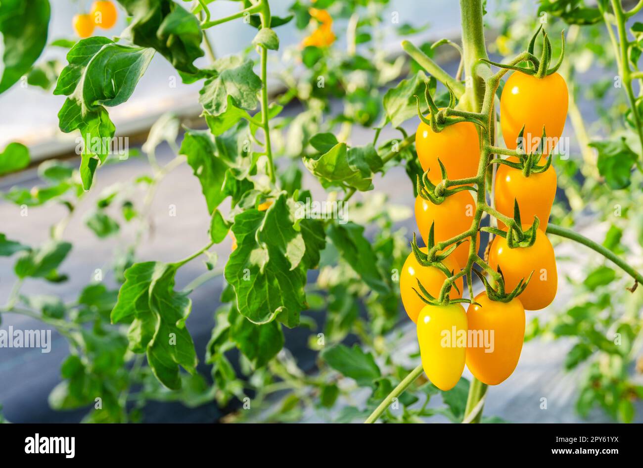 Yellow cherry tomato plants growing in greenhouse. Stock Photo
