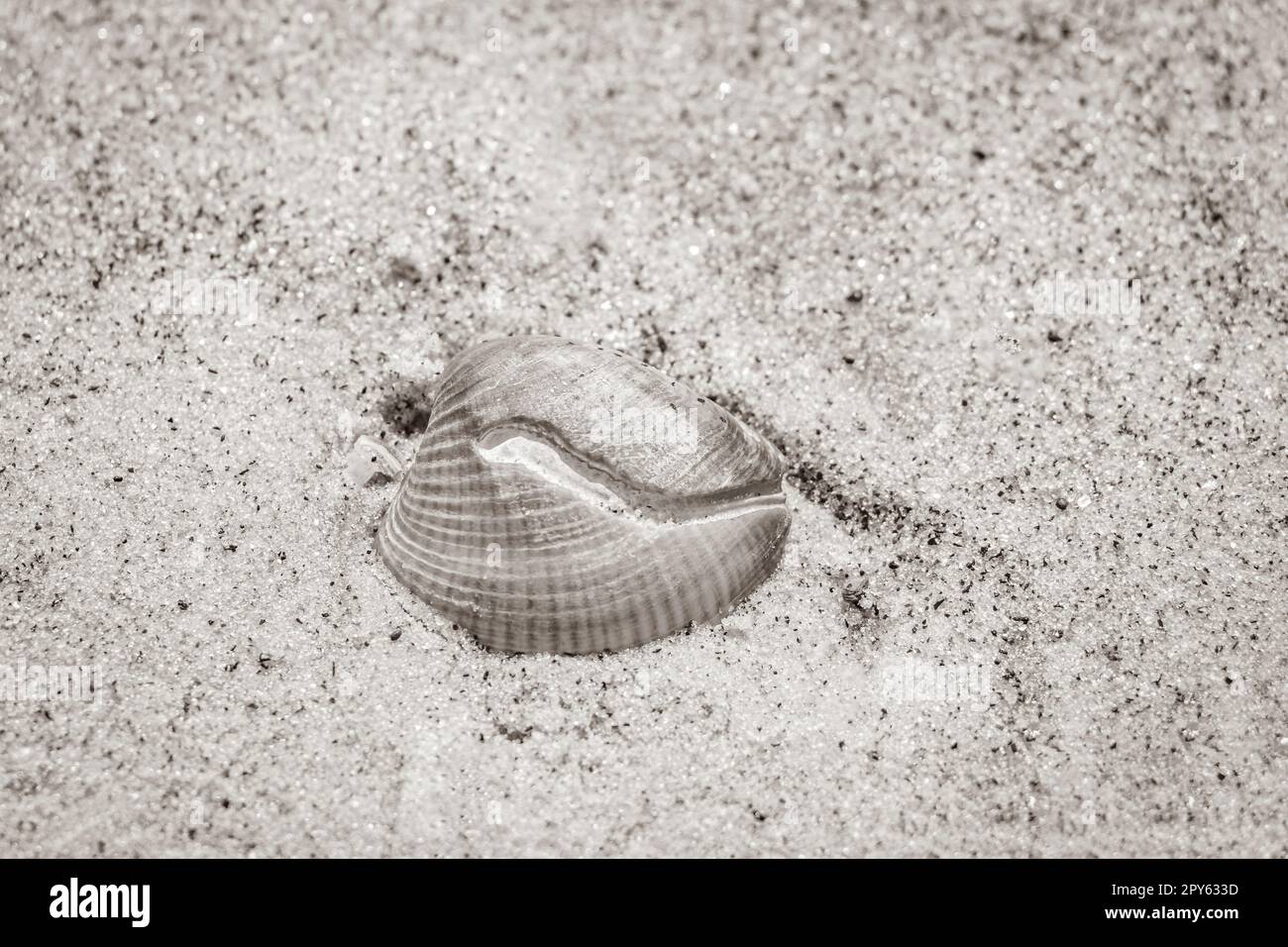 Mussels Shells on beach sand Botafogo Rio de Janeiro Brazil. Stock Photo