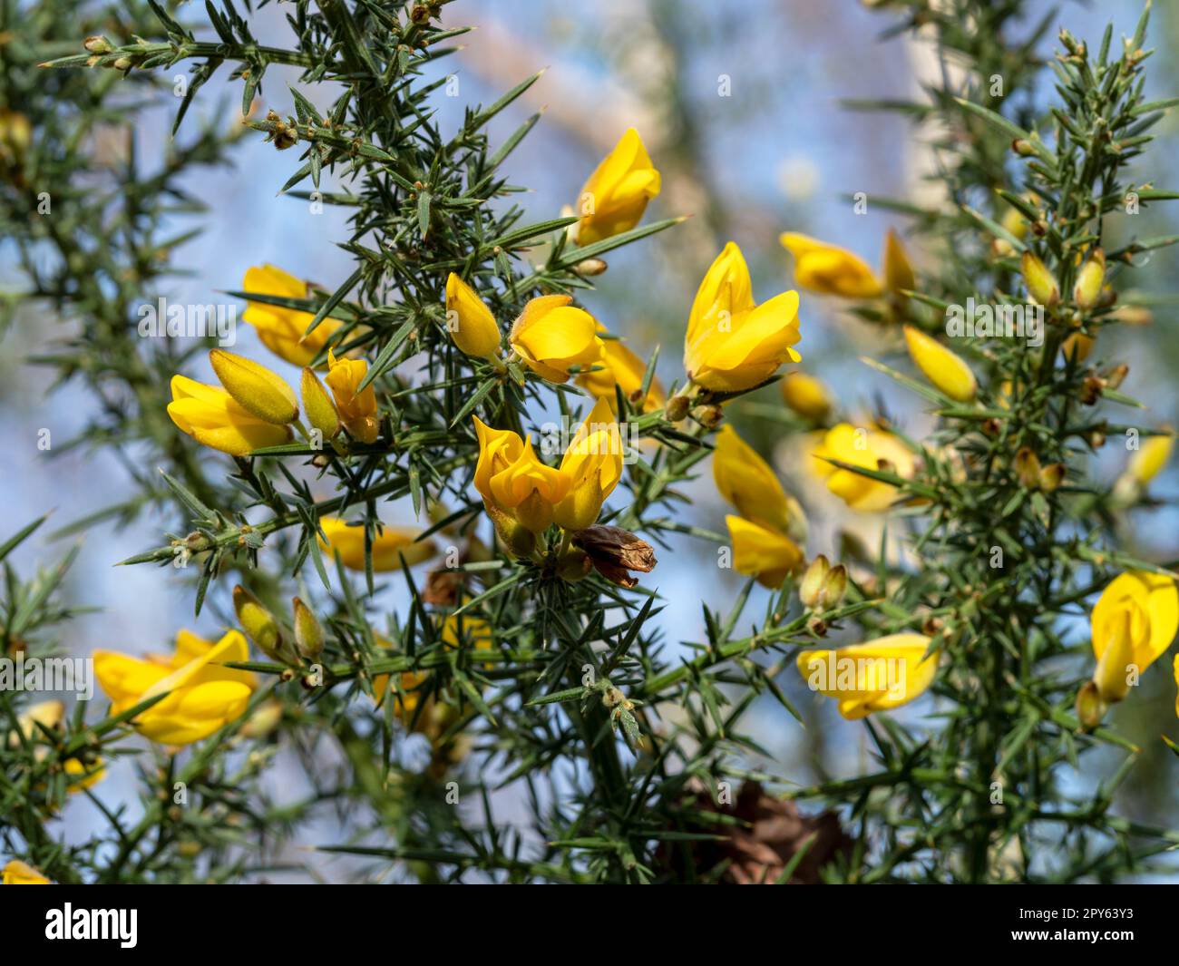 Yellow flowers on a gorse bush branches Stock Photo
