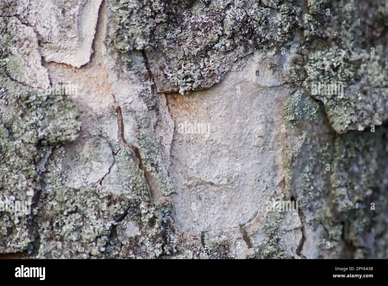 Rough tree bark with fine natural structures and patina of rough tree bark as natural and ecological background shows bark surface details in close-up macro view with scars and cracks wooden surface Stock Photo