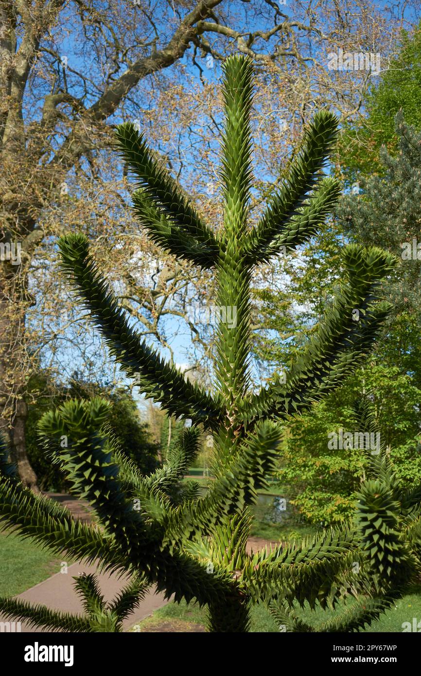 Araucaria Araucana Monkey Puzzle Tree Stock Photo Alamy