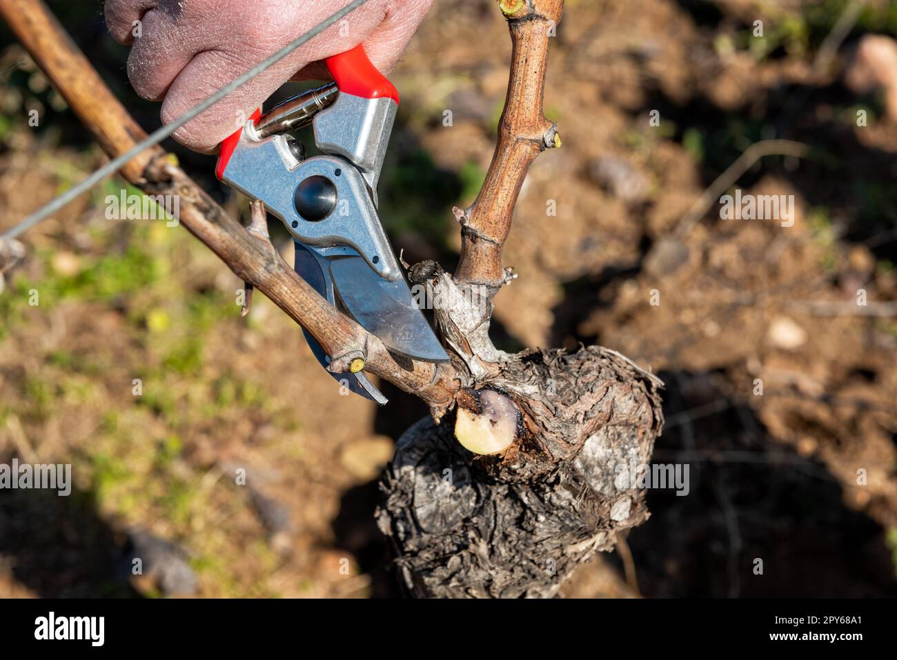 Farmer pruning the vine in winter. Agriculture Stock Photo Alamy