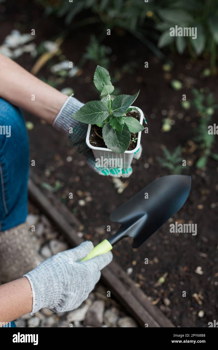 Woman in her garden water with watering can of plants. Concept of gardening and spring and bio. Stock Photo