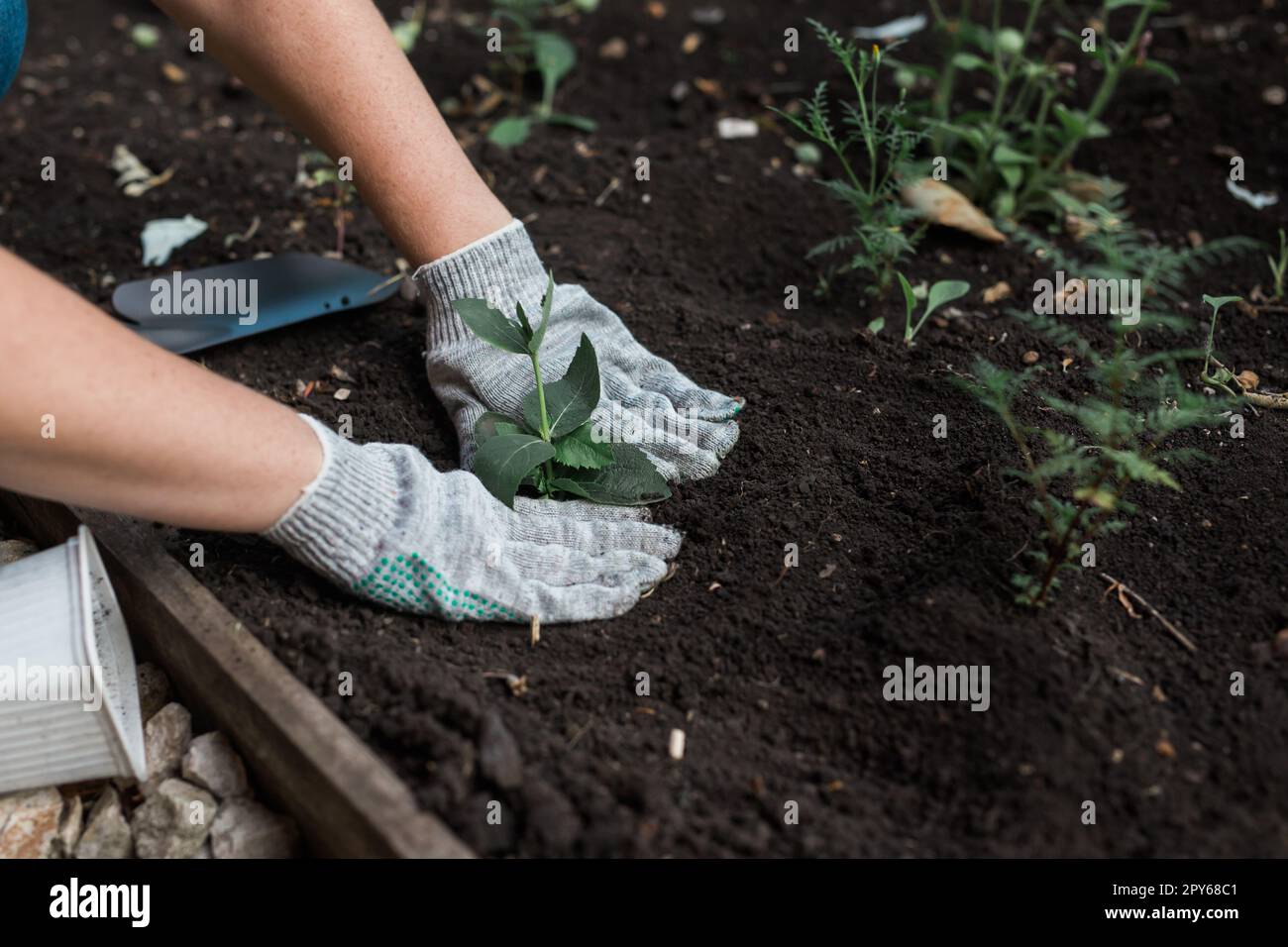 Woman in her garden water with watering can of plants. Concept of gardening and spring and bio. Stock Photo