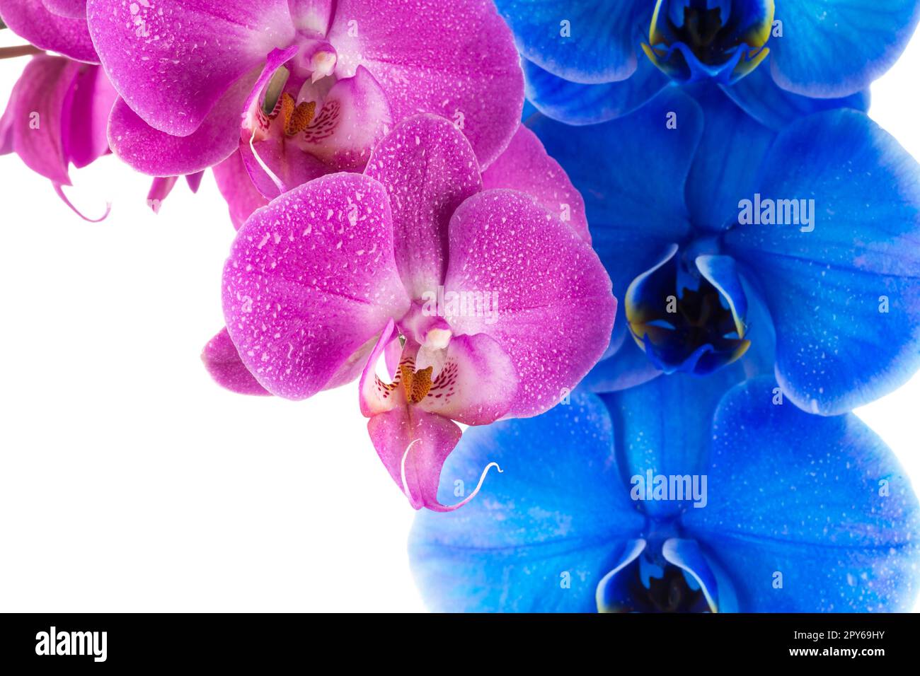 orchid  pink blue flower with water drops Stock Photo