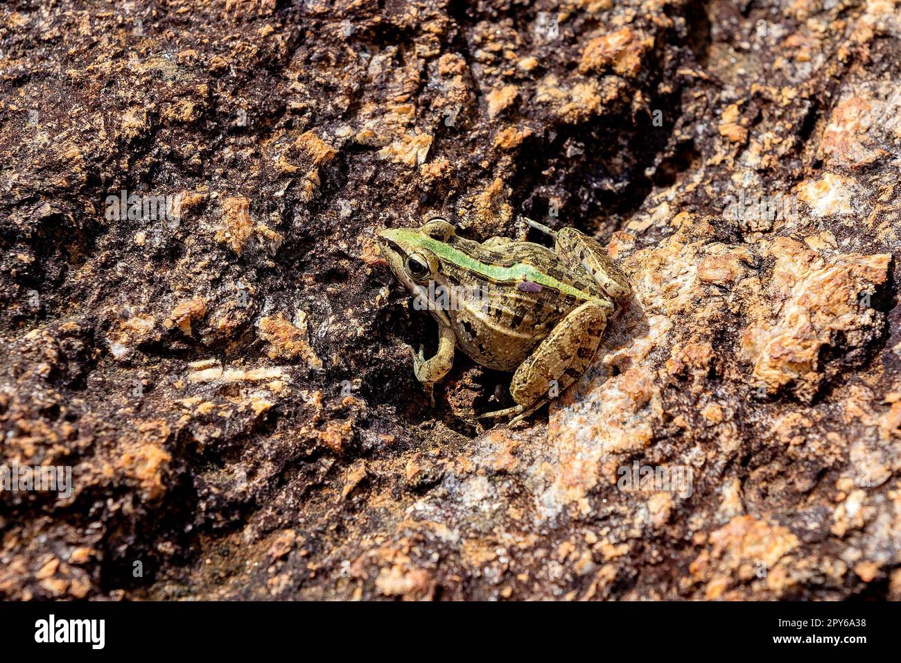 Mascarene grass frog, Ptychadena mascareniensis, Ambalavao, Andringitra National Park, Madagascar wildlife Stock Photo