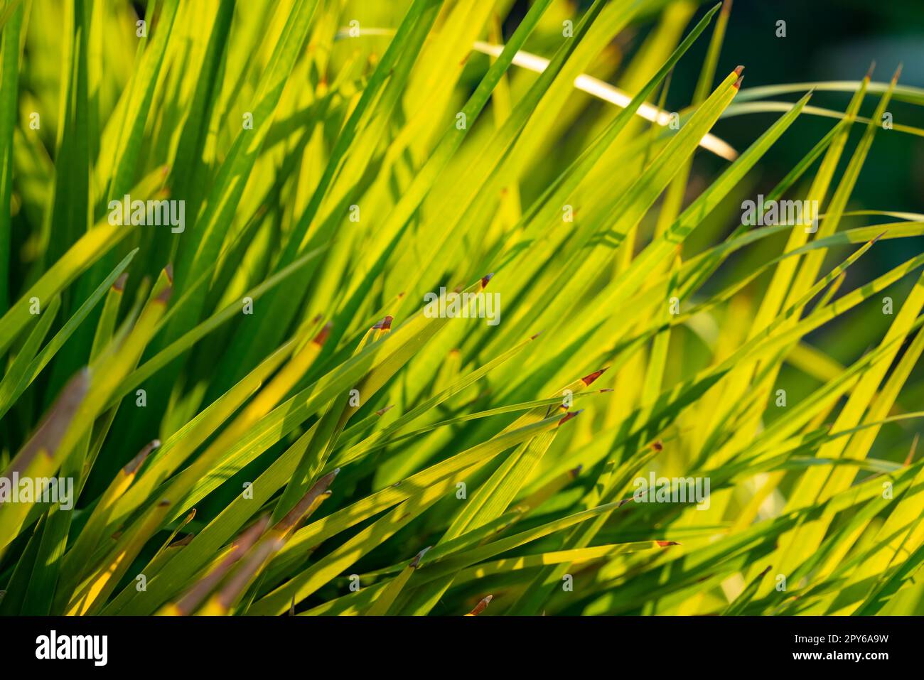 Sunny grass leaves Stock Photo