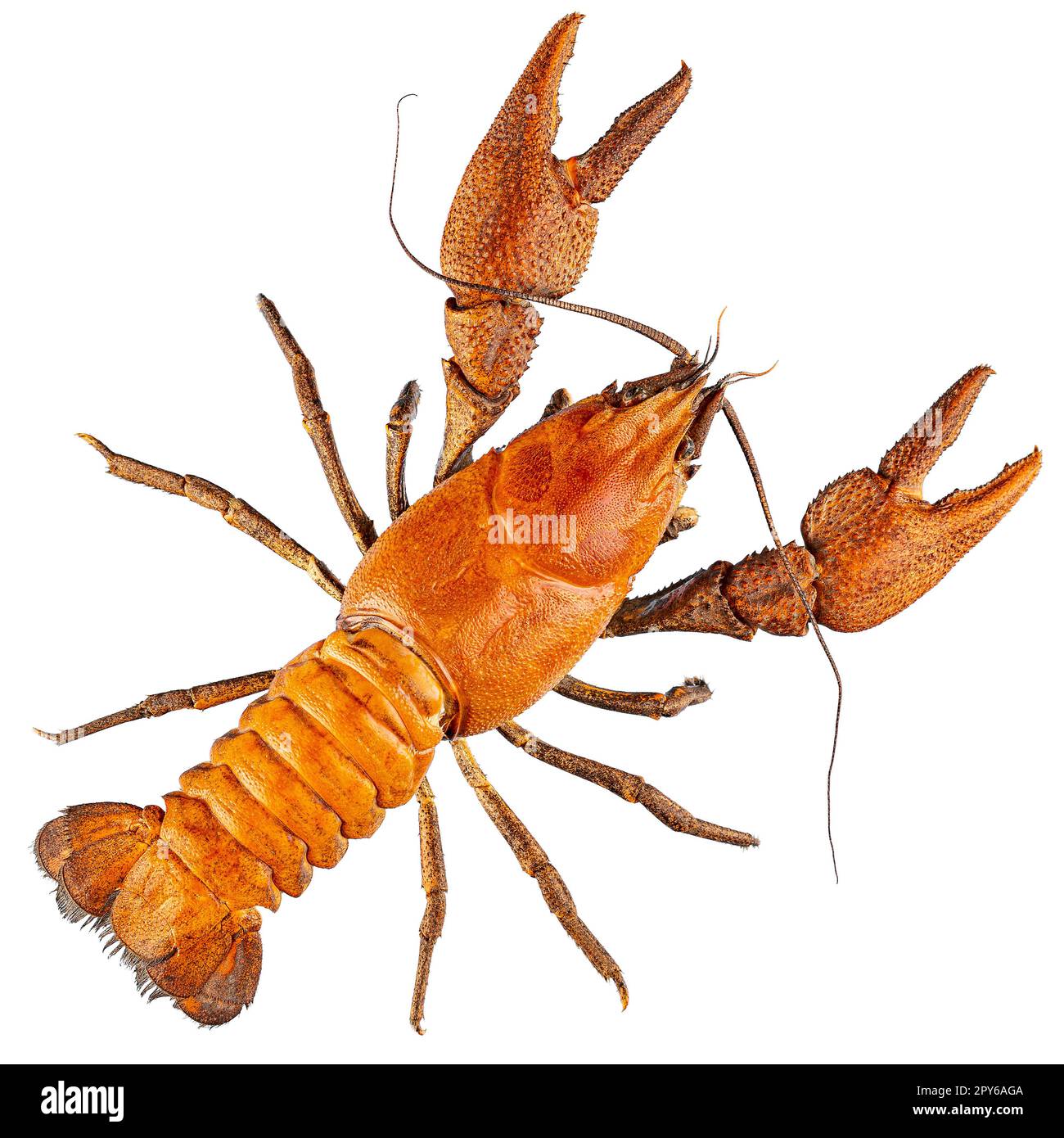European crayfish isolated Stock Photo Alamy