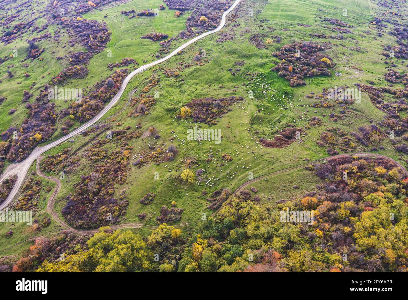 Aerial view flock of sheep Stock Photo - Alamy