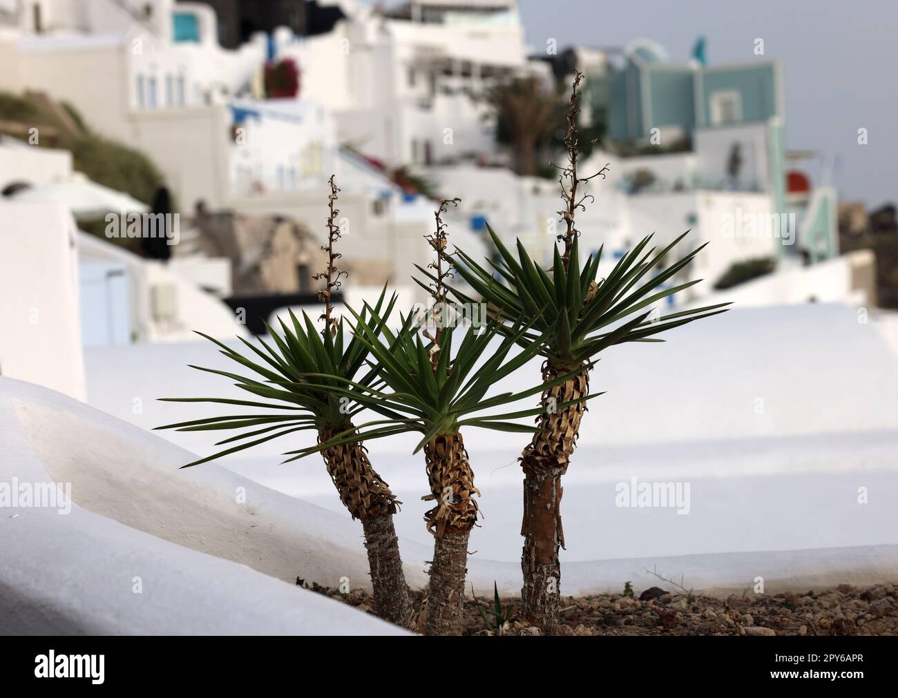 Santorini, Greece. Green succulents with white houses background. Stock Photo