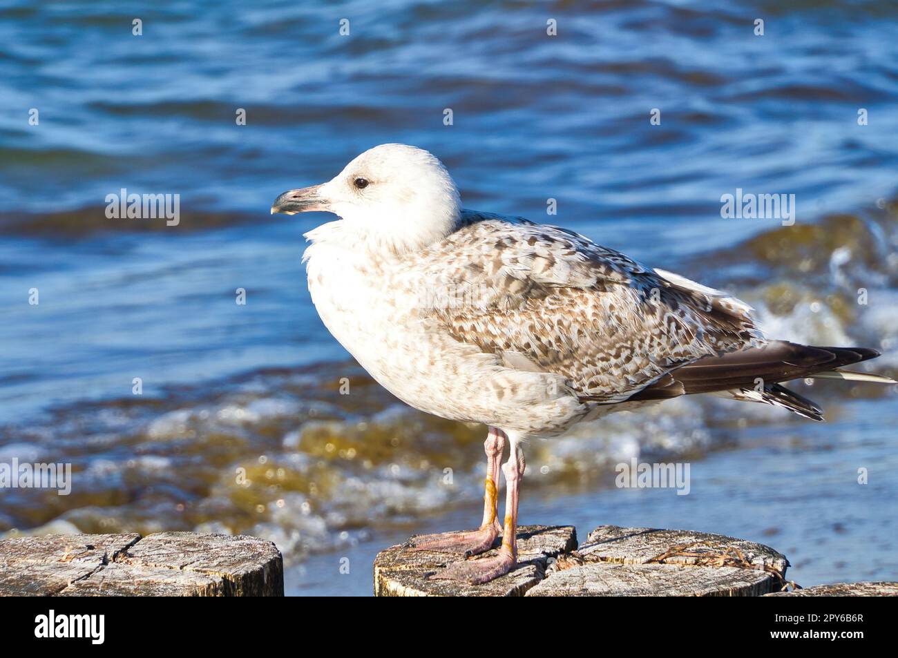 seagull stands on a groyne that juts into the Baltic Sea into the sea. Sunset Stock Photo