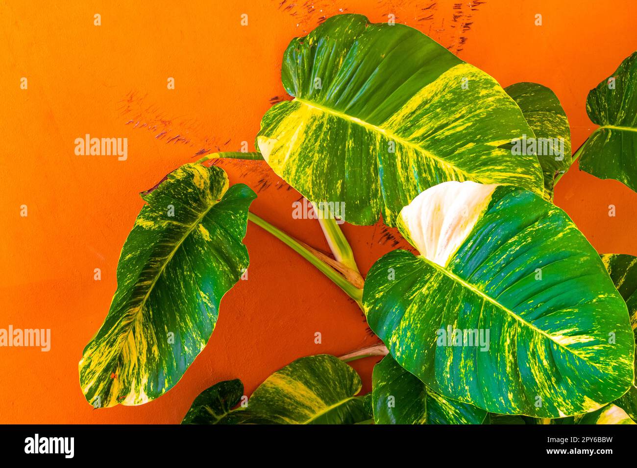 Tropical green and yellow plant with large leaves Dieffenbachia Dumb