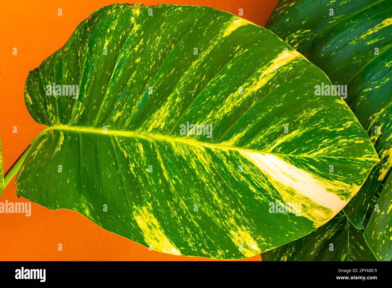 Tropical green and yellow plant Dieffenbachia Dumb Cane houseplant Mexico. Stock Photo