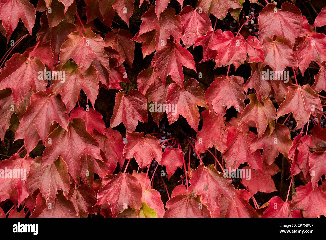 Cluster of ivy leaves and fruits in autumn Stock Photo