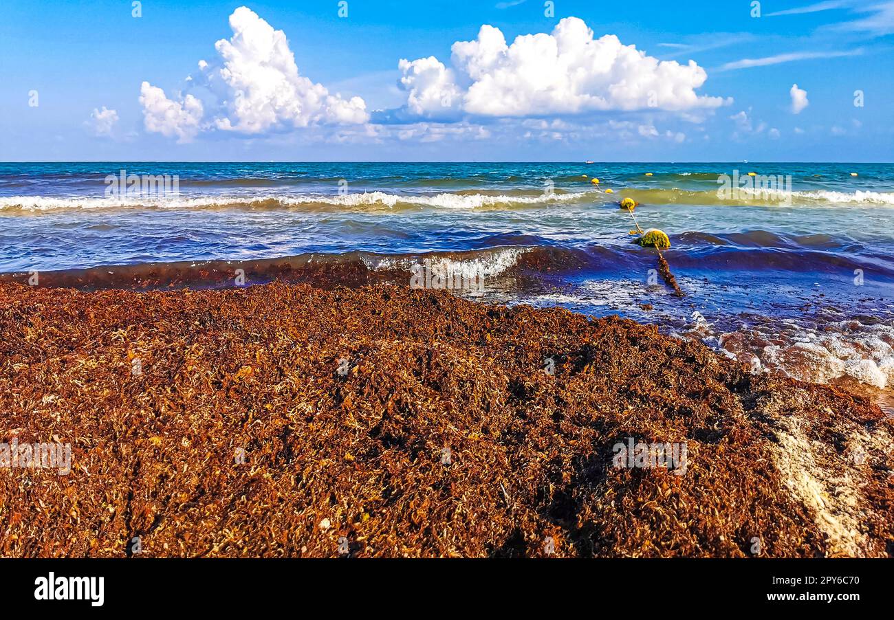 Beautiful Caribbean beach totally filthy dirty nasty seaweed problem Mexico. Stock Photo