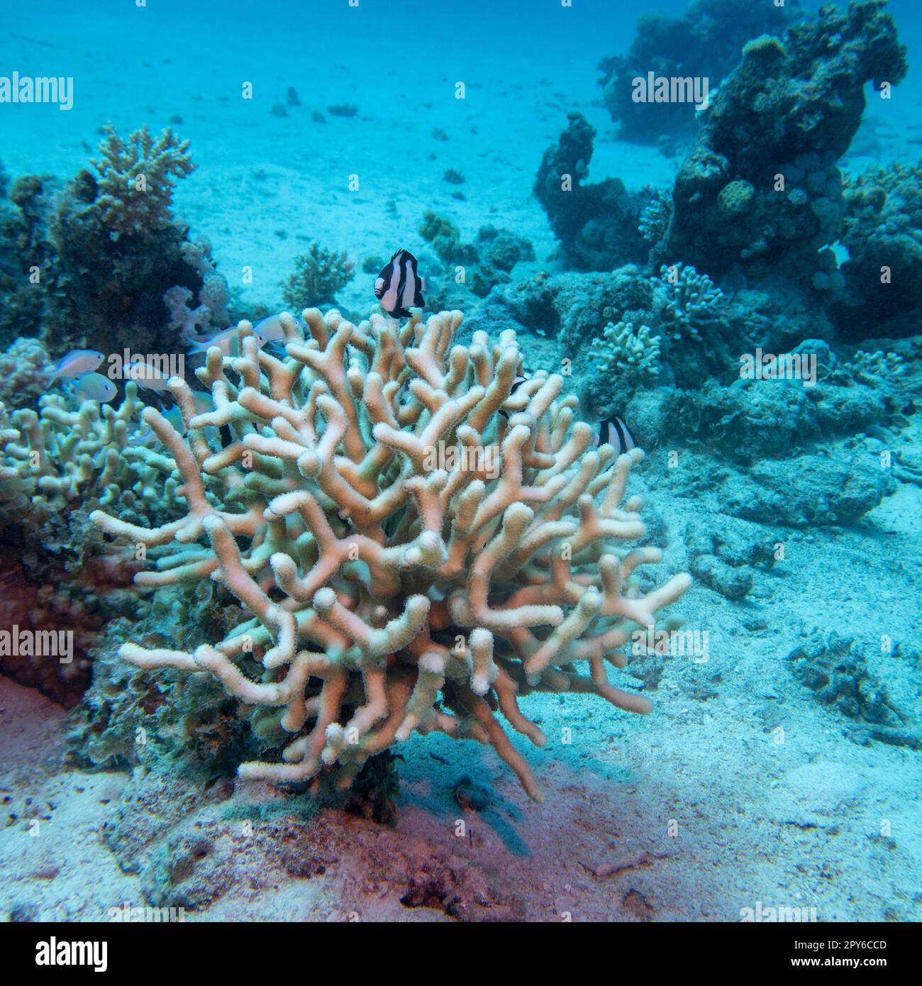 Colorful, picturesque coral reef at sandy bottom of tropical sea, stony coral and fishes dascyllus, underwater landscape Stock Photo