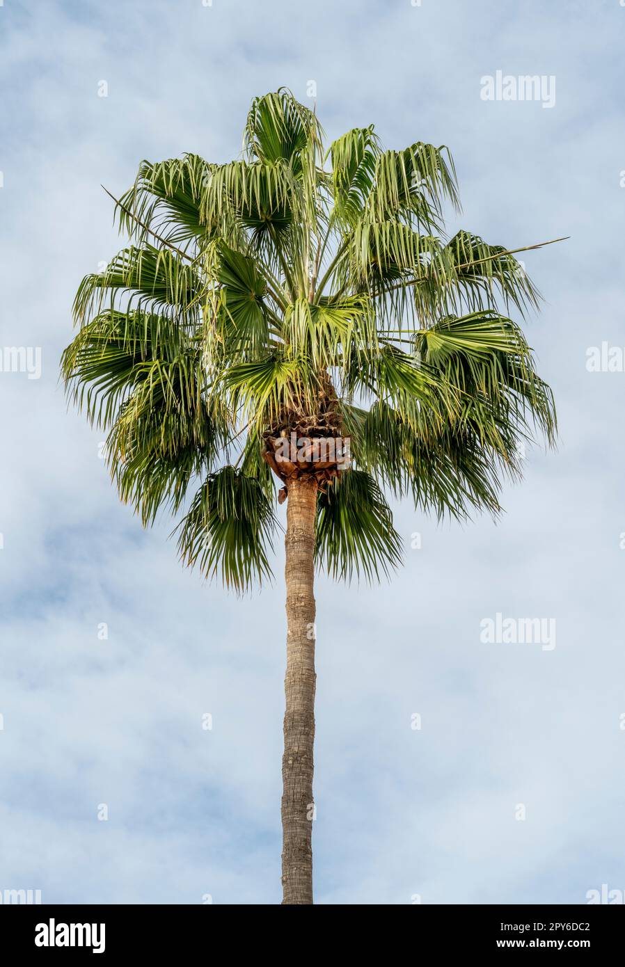 Mexican fan palm Stock Photo Alamy