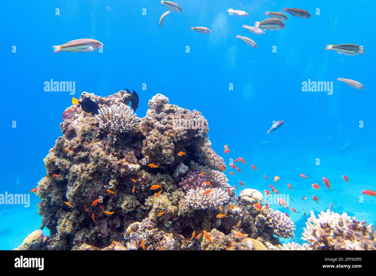 Colorful, picturesque coral reef at bottom of tropical sea, anthias and thalassoma fishes, underwater landscape Stock Photo