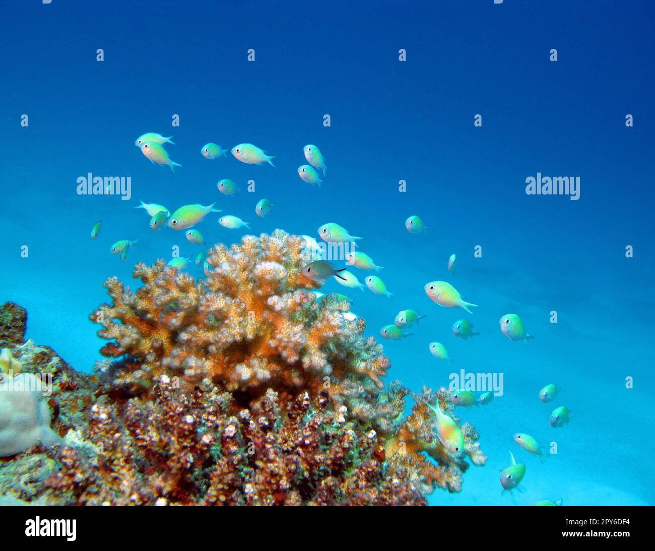 Colorful, picturesque coral reef at sandy bottom of tropical sea, stony corals and fishes chromis, underwater landscape Stock Photo