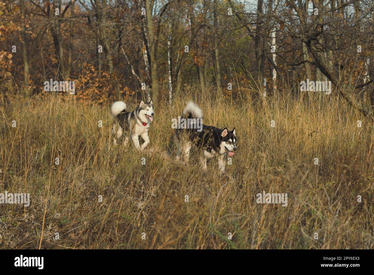 Siberian huskies walking through high dry grass scenic photography. Picture of dogs with woodland on background. High quality wallpaper. Photo concept Stock Photo