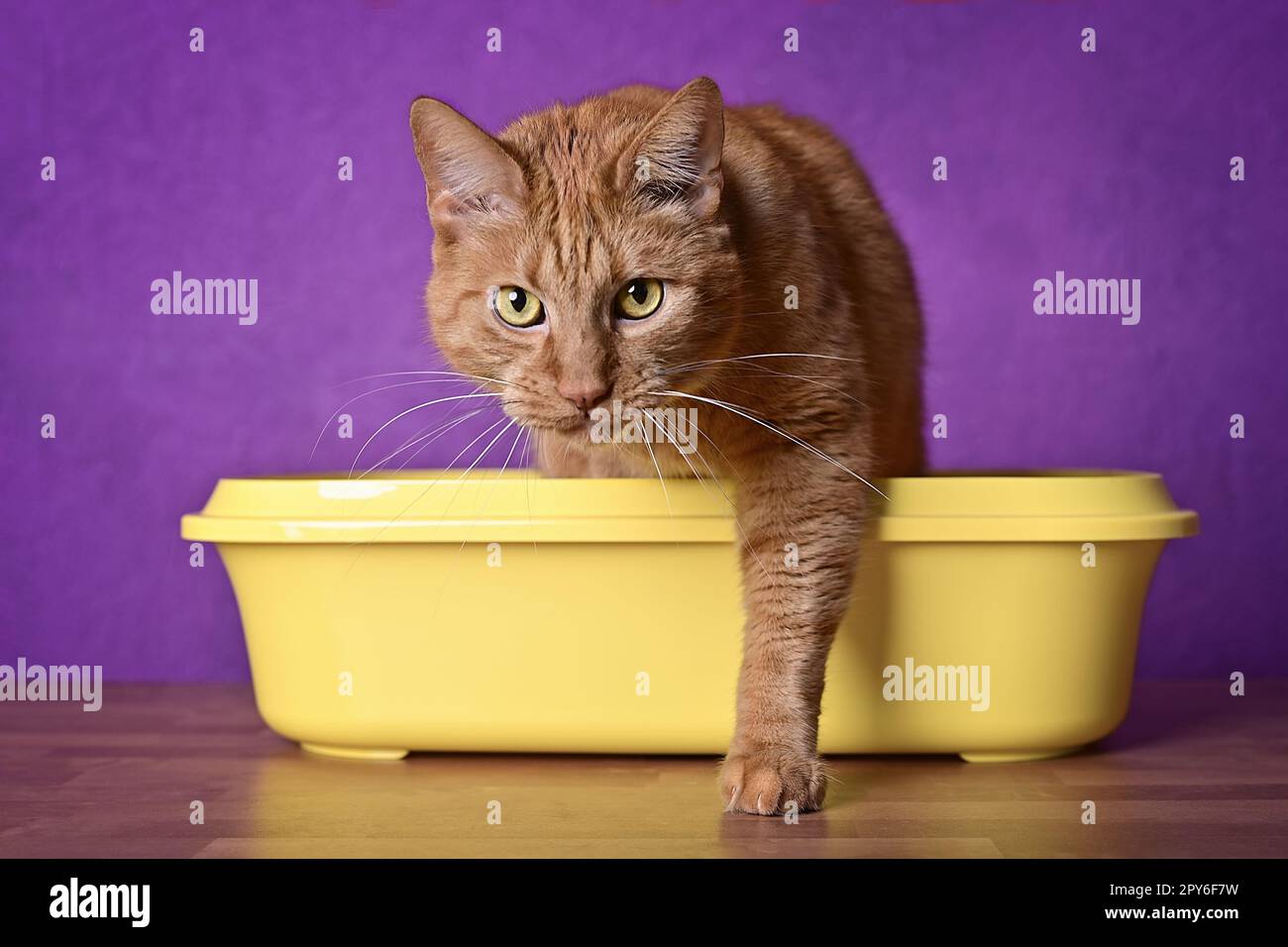 Cute ginger cat going out of a yellow Litter box. horizontal image with