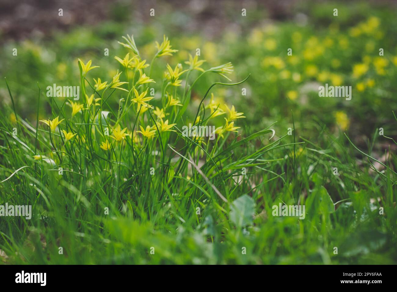 Close up small yellow star shaped flowers in grass concept photo Stock Photo