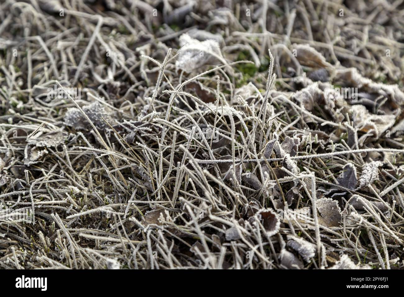 Grassy ground with ice Stock Photo