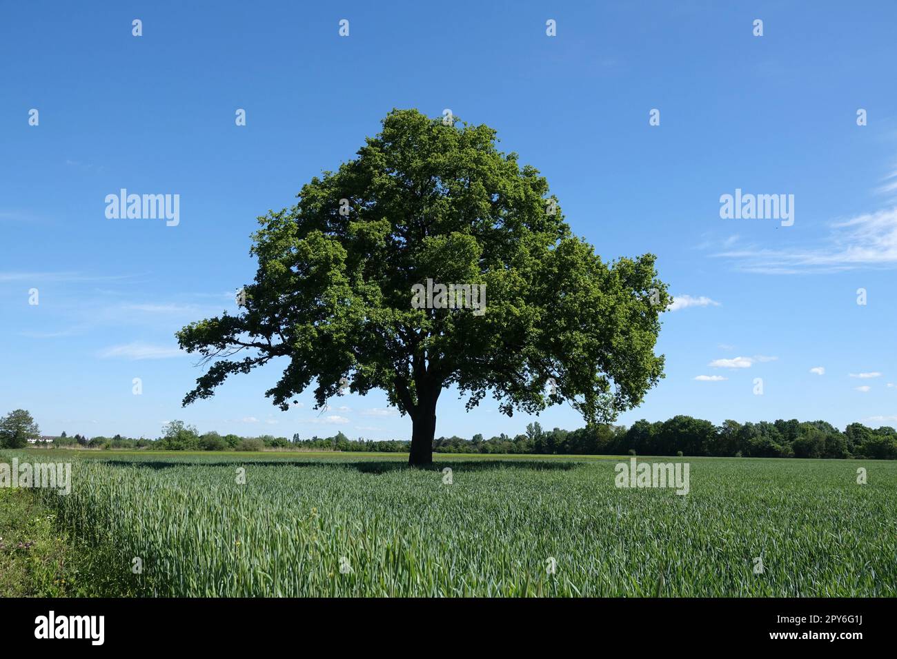 Baum auf einem Feld Stock Photo