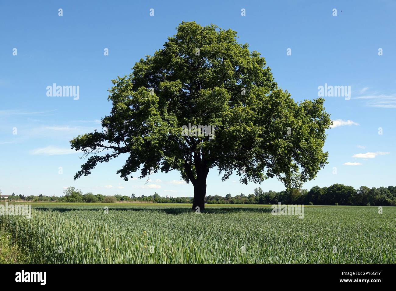 Baum auf einem Feld Stock Photo