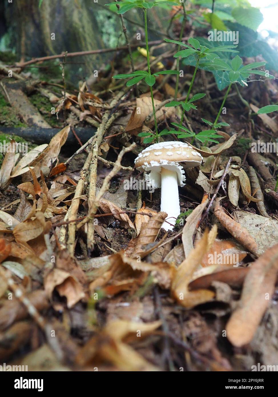 Parasol mushroom Macrolepiota procera is a species of mushrooms of the champignon family. Fruit bodies are cap-shaped, central. Saprotroph, grows on sandy soils in light forests in glades and edges Stock Photo