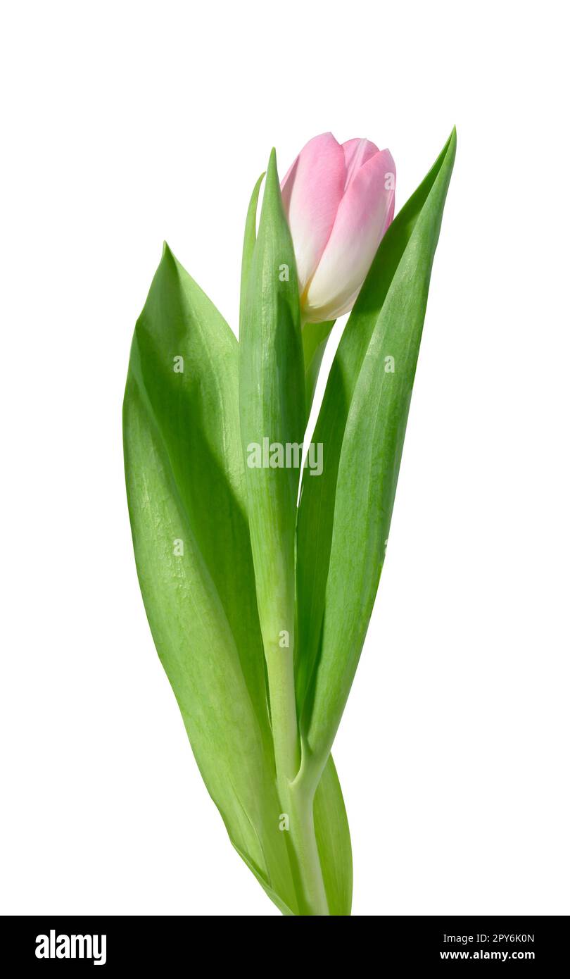 Pink tulip with green leaves on a white isolated background Stock Photo ...