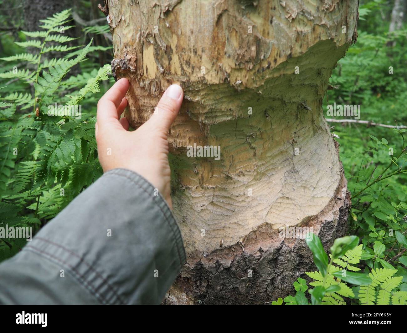 A tree gnawed by a beaver. Damaged bark and wood. The work of a beaver for the construction of a dam. Taiga, Karelia. Hunting and fishing. Vital activity of forest European animals. Woman's hand. Stock Photo