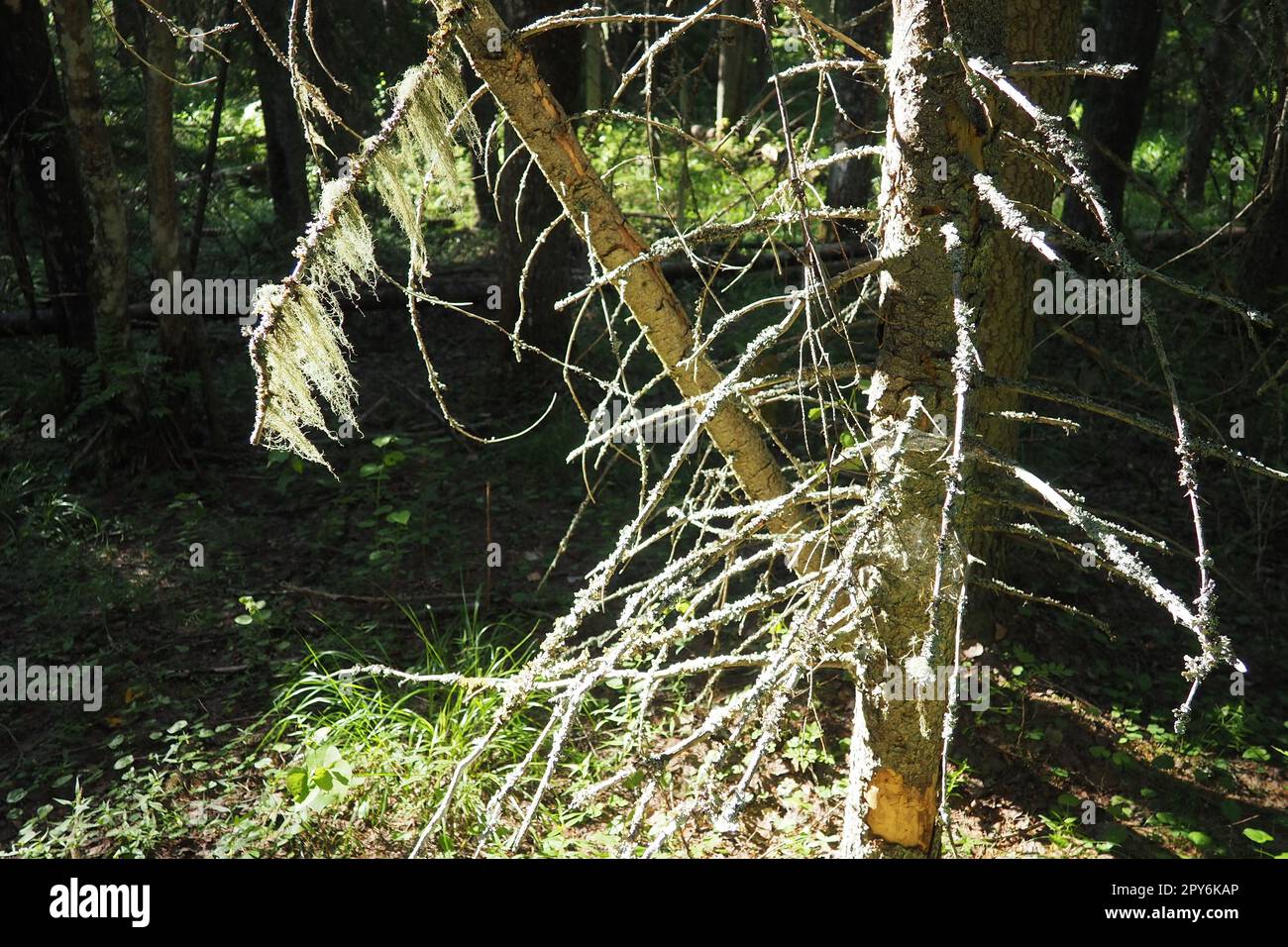 Taiga biome dominated by coniferous forests. Picea spruce, genus of
