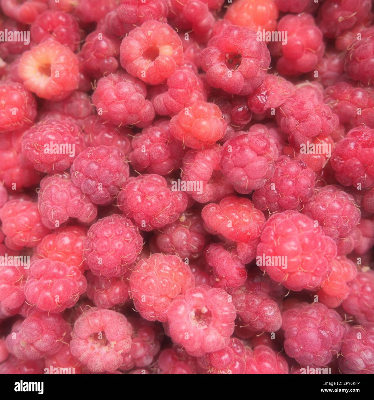Raspberry background. Large, red, fresh, first-class berries of garden raspberries. Lots of raspberries. Common raspberry Rubus idaeus - semi-shrub, species of the genus Rubus of the family Rosaceae Stock Photo