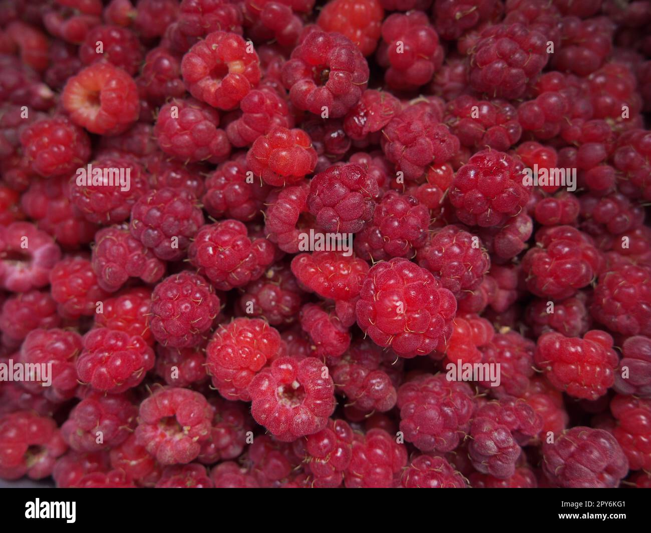 Raspberry background. Large, red, fresh, first-class berries of garden raspberries. Lots of raspberries,. Common raspberry Rubus idaeus - semi-shrub, species of the genus Rubus of the family Rosaceae Stock Photo