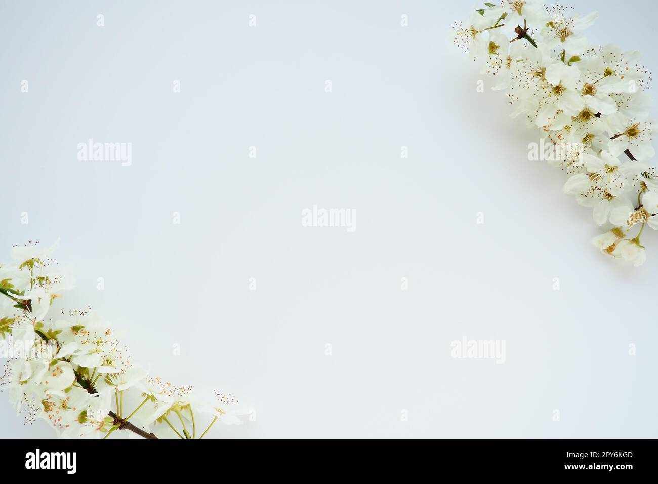 Bird cherry, cherry or sweet cherry flowers on a white background. Copy space for text. Spring flowers on a plain white sheet of paper. Two branches with flowers along the edges diagonally. Stock Photo