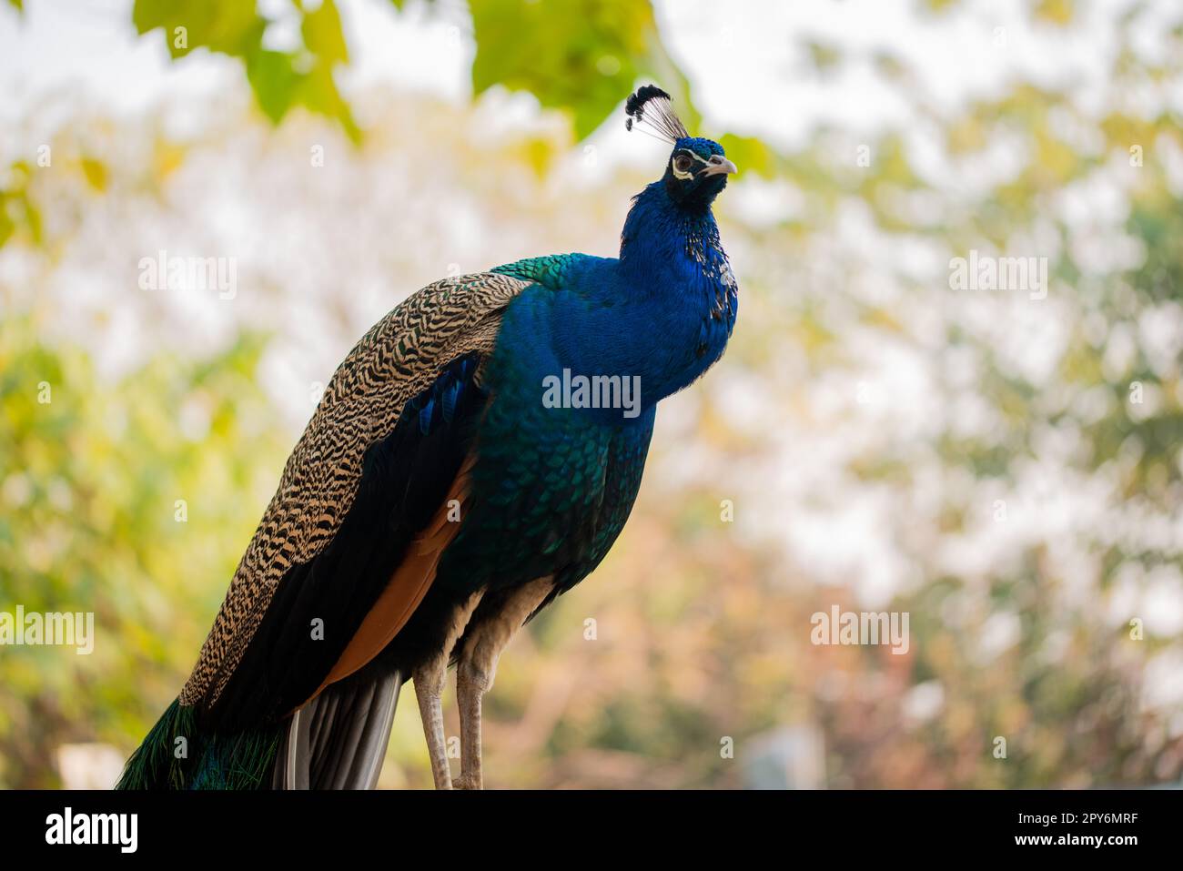 Beautiful peacock. Peacock showing its tail, Peacock with spread wings in profile Stock Photo