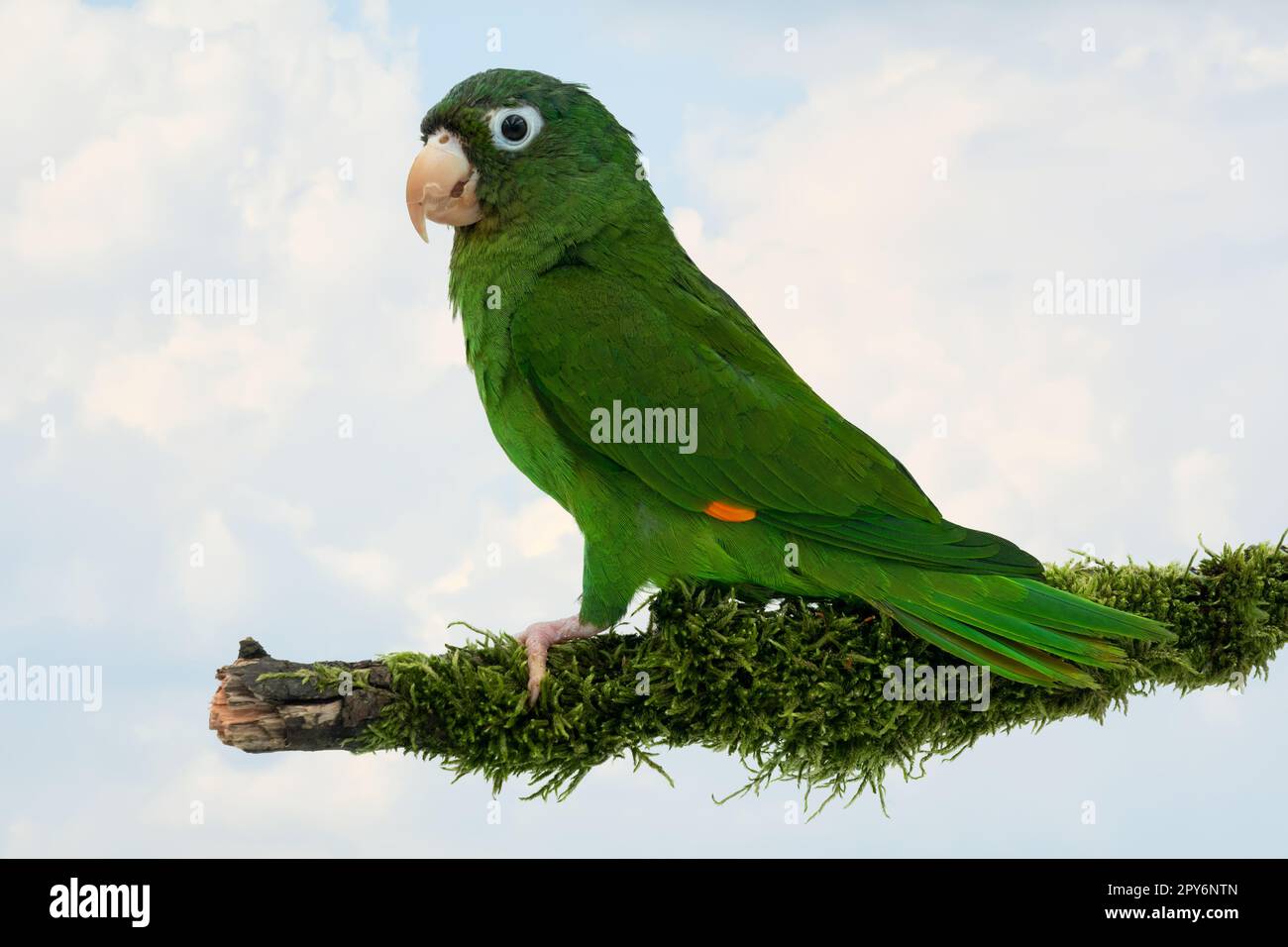 Golden winged parakeet 2025