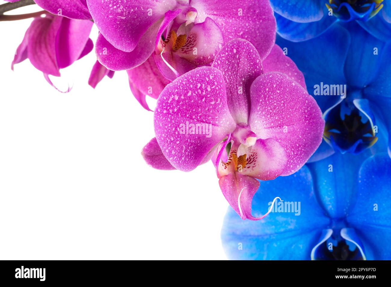 orchid  pink blue flower with water drops Stock Photo