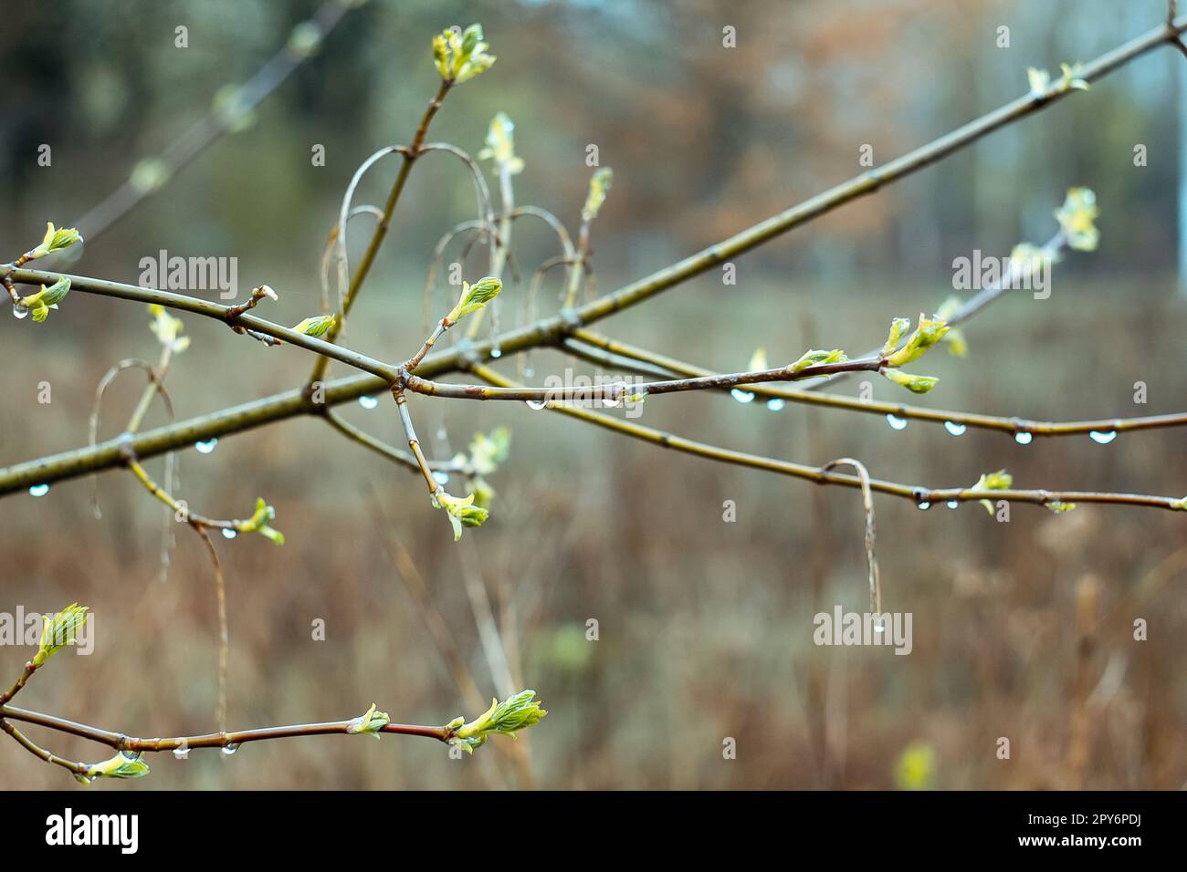 Close up rain drops on birch branches concept photo Stock Photo