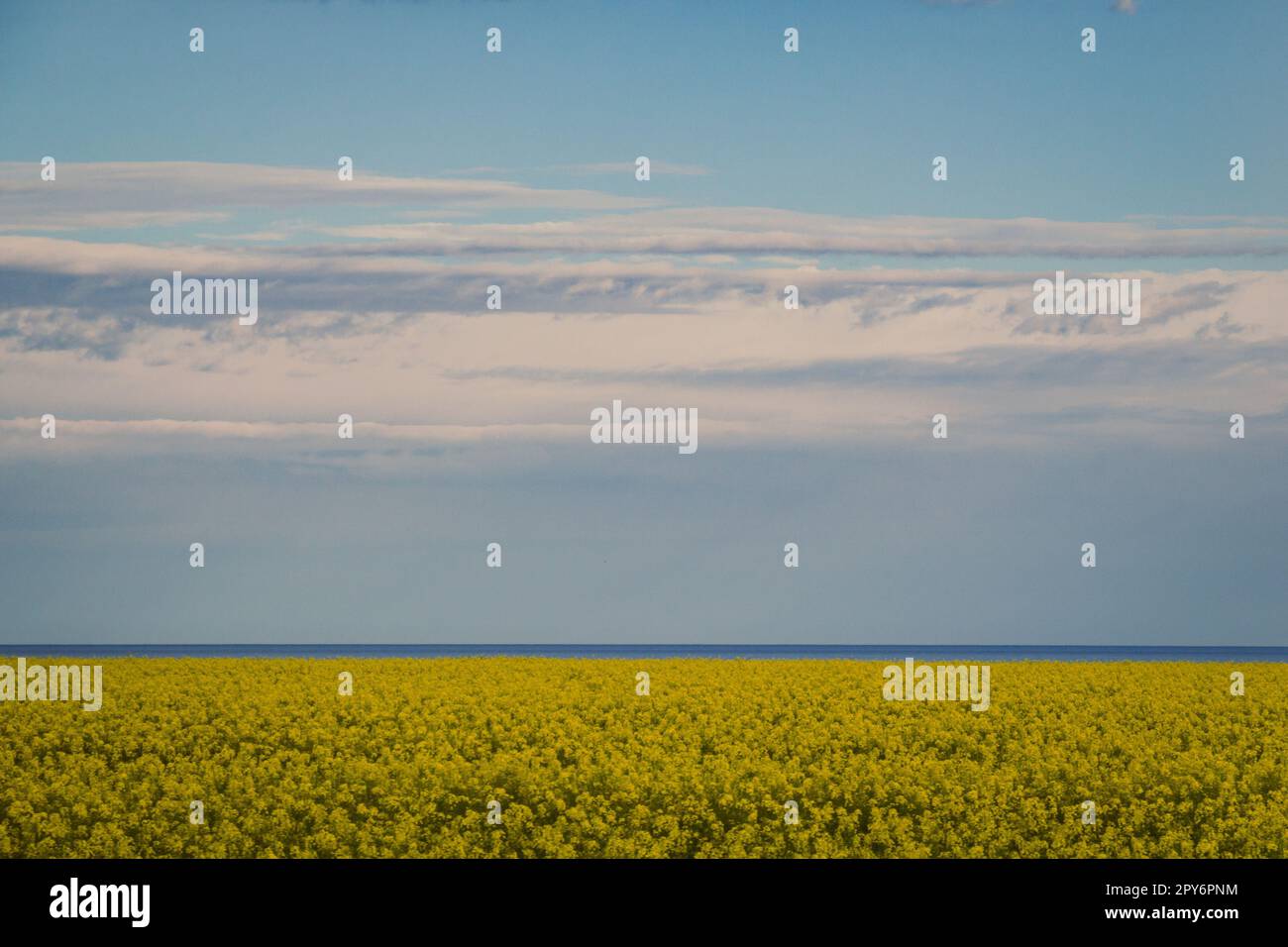 Rapes field and blue sky landscape photo Stock Photo